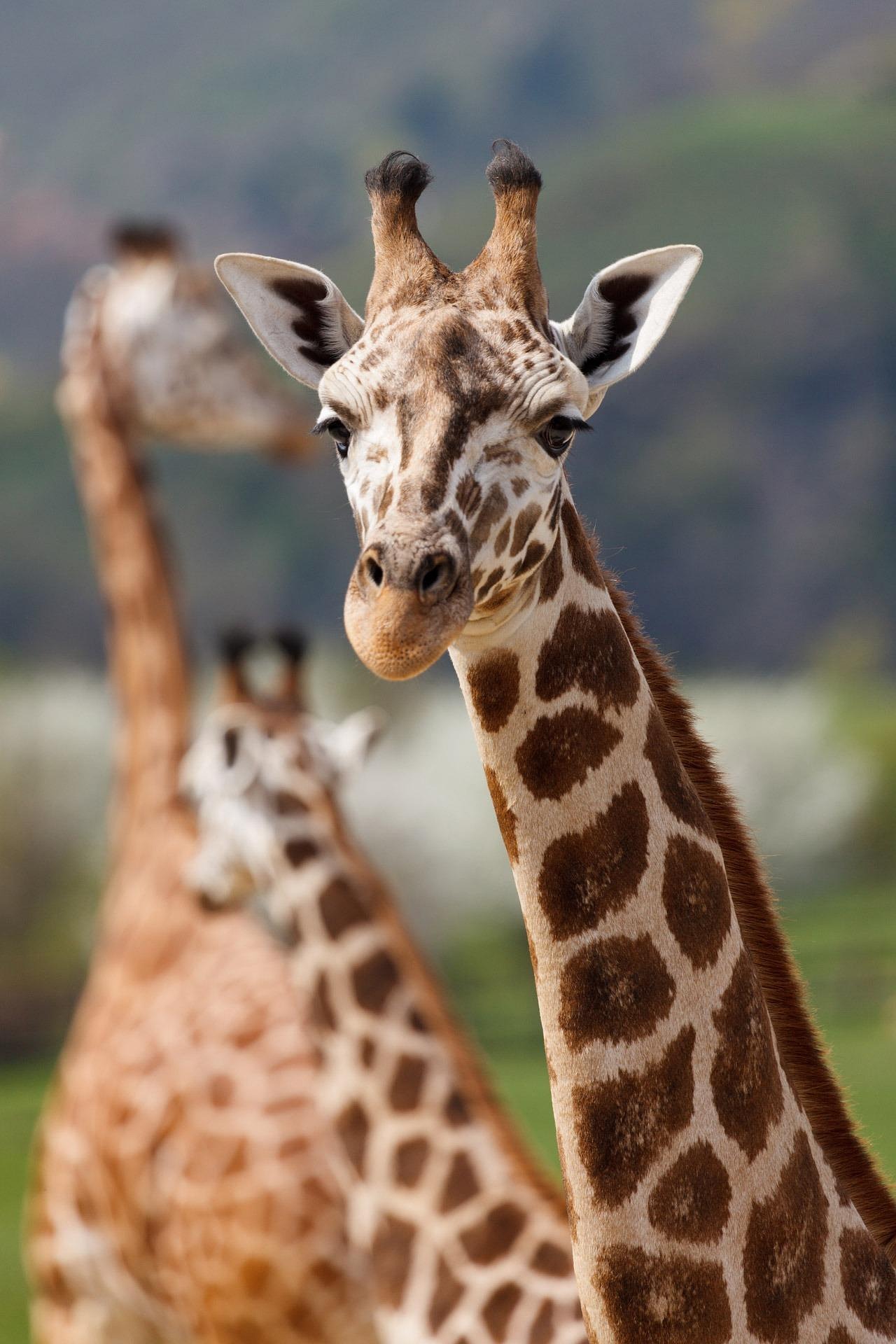 giraffe-165200_1920